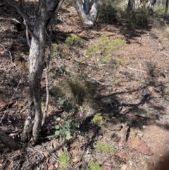 Grevillea ramosissima subsp. ramosissima at Bullen Range - 8 Mar 2024