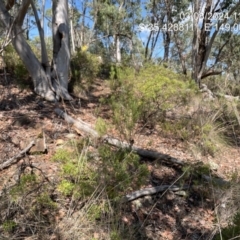 Grevillea ramosissima subsp. ramosissima at Bullen Range - 8 Mar 2024 03:29 PM