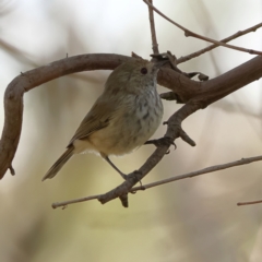 Acanthiza pusilla (Brown Thornbill) at Strathnairn, ACT - 7 Mar 2024 by Trevor