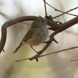 Acanthiza pusilla at Ginninderry Conservation Corridor - 8 Mar 2024