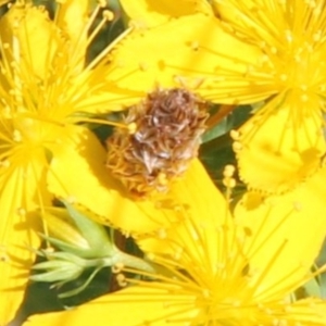 Heliocosma (genus - immature) at Franklin Grassland (FRA_5) - 1 Feb 2024