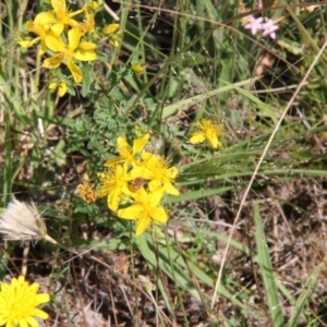 Heliocosma (genus - immature) at Franklin Grassland (FRA_5) - 1 Feb 2024