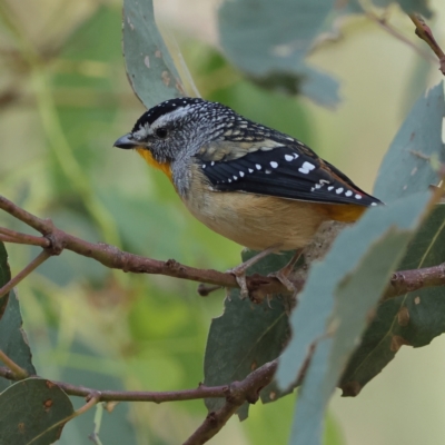 Pardalotus punctatus (Spotted Pardalote) at Ginninderry Conservation Corridor - 7 Mar 2024 by Trevor