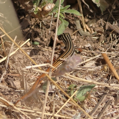 Ctenotus taeniolatus (Copper-tailed Skink) at Ginninderry Conservation Corridor - 8 Mar 2024 by MichaelWenke