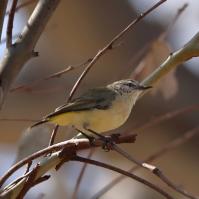 Acanthiza chrysorrhoa (Yellow-rumped Thornbill) at Strathnairn, ACT - 7 Mar 2024 by Trevor