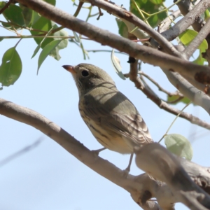 Pachycephala rufiventris at Ginninderry Conservation Corridor - 8 Mar 2024 11:15 AM