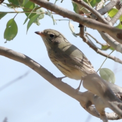 Pachycephala rufiventris at Ginninderry Conservation Corridor - 8 Mar 2024 11:15 AM