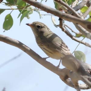 Pachycephala rufiventris at Ginninderry Conservation Corridor - 8 Mar 2024