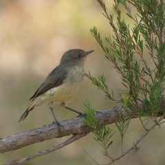 Acanthiza reguloides (Buff-rumped Thornbill) at Strathnairn, ACT - 8 Mar 2024 by Trevor