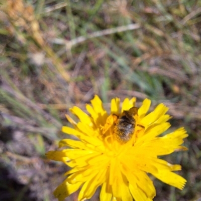 Lasioglossum (Chilalictus) sp. (genus & subgenus) (Halictid bee) at Franklin Grassland (FRA_5) - 1 Feb 2024 by JenniM