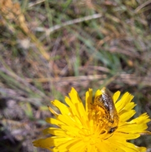 Lasioglossum (Chilalictus) sp. (genus & subgenus) at Franklin Grassland (FRA_5) - 1 Feb 2024