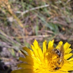 Lasioglossum (Chilalictus) sp. (genus & subgenus) at Franklin Grassland (FRA_5) - 1 Feb 2024 11:21 AM