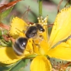 Lasioglossum (Chilalictus) sp. (genus & subgenus) (Halictid bee) at Franklin Grassland (FRA_5) - 1 Feb 2024 by JenniM