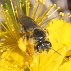 Lasioglossum (Chilalictus) sp. (genus & subgenus) at Franklin Grassland (FRA_5) - 1 Feb 2024