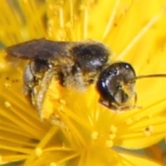 Lasioglossum (Chilalictus) sp. (genus & subgenus) at Franklin Grassland (FRA_5) - 1 Feb 2024