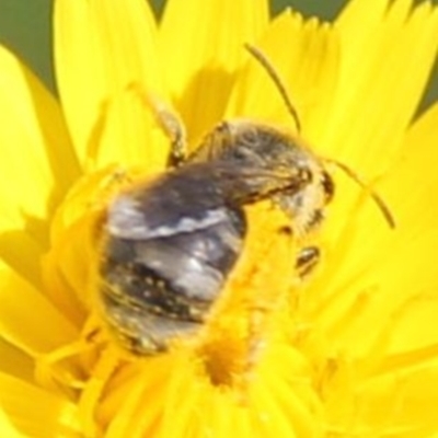 Lasioglossum (Chilalictus) sp. (genus & subgenus) (Halictid bee) at Budjan Galindji (Franklin Grassland) Reserve - 1 Feb 2024 by JenniM