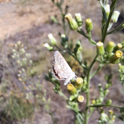 Theclinesthes serpentata (Saltbush Blue) at Mount Majura - 7 Mar 2024 by abread111