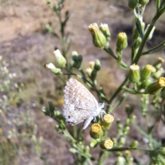 Theclinesthes serpentata at Mount Majura (MMS) - 7 Mar 2024