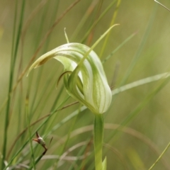Pterostylis acuminata (Pointed Greenhood) at Wingecarribee Local Government Area - 8 Mar 2024 by Snowflake