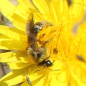 Lasioglossum (Chilalictus) sp. (genus & subgenus) at Franklin Grassland (FRA_5) - 1 Feb 2024