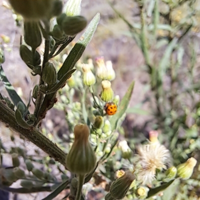 Hippodamia variegata (Spotted Amber Ladybird) at Mount Majura (MMS) - 7 Mar 2024 by abread111