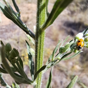 Hippodamia variegata at Mount Majura (MMS) - 7 Mar 2024