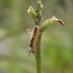 Orgyia anartoides (Painted Apple Moth) at Vincentia, NSW - 7 Feb 2024 by RobG1