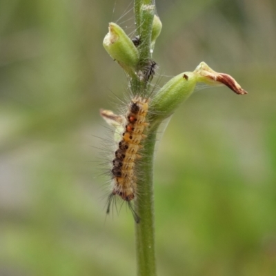 Orgyia anartoides (Painted Apple Moth) at Vincentia, NSW - 7 Feb 2024 by RobG1