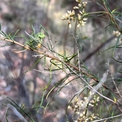 Araneae (order) (Unidentified spider) at Stirling Park (STP) - 8 Mar 2024 by moniquel