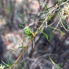 Araneae (order) at Undefined Area - 8 Mar 2024 11:05 AM