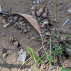 Unidentified Ant (Hymenoptera, Formicidae) at Dinner Plain, VIC - 8 Mar 2024 by jeremyahagan