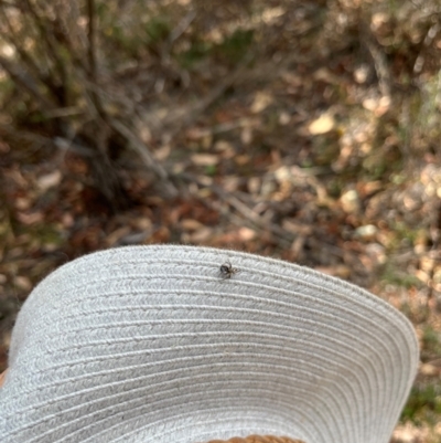 Araneae (order) (Unidentified spider) at Stirling Park (STP) - 8 Mar 2024 by moniquel