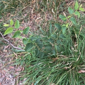 Celtis australis at Mount Majura - 8 Mar 2024