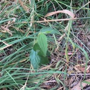 Celtis australis at Mount Majura - 8 Mar 2024