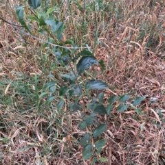 Celtis australis at Mount Majura - 8 Mar 2024 08:20 AM