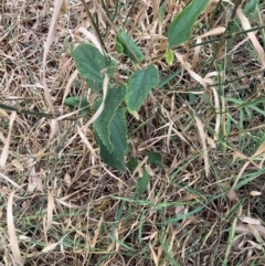 Celtis australis at Mount Majura - 8 Mar 2024 08:20 AM