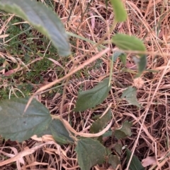 Celtis australis at Mount Majura - 8 Mar 2024 08:20 AM