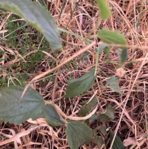 Celtis australis at Mount Majura - 8 Mar 2024 08:20 AM