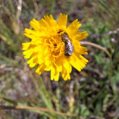 Lasioglossum (Chilalictus) sp. (genus & subgenus) (Halictid bee) at Harrison, ACT - 1 Feb 2024 by JenniM