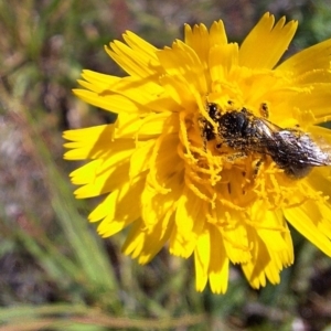 Lasioglossum (Chilalictus) sp. (genus & subgenus) at Franklin Grassland (FRA_5) - 1 Feb 2024 11:23 AM