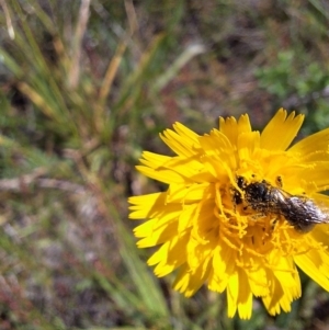 Lasioglossum (Chilalictus) sp. (genus & subgenus) at Franklin Grassland (FRA_5) - 1 Feb 2024 11:23 AM