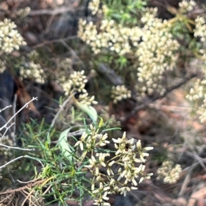 Diptera (order) at Stirling Park (STP) - 8 Mar 2024