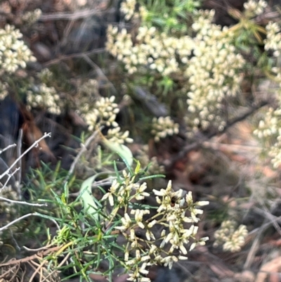 Diptera (order) (Fly - Unidentified) at Stirling Park (STP) - 8 Mar 2024 by moniquel