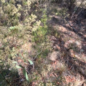 Geron sp. (genus) at Stirling Park (STP) - 8 Mar 2024