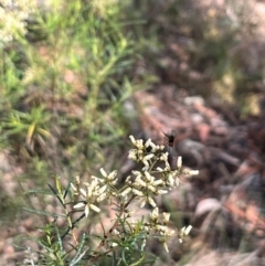 Geron sp. (genus) at Stirling Park (STP) - 8 Mar 2024 11:15 AM