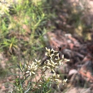 Geron sp. (genus) at Stirling Park (STP) - 8 Mar 2024