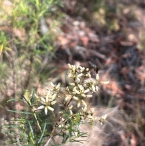 Geron sp. (genus) at Stirling Park (STP) - 8 Mar 2024 11:15 AM