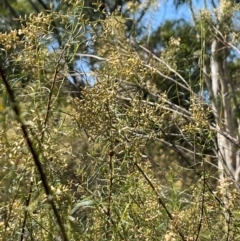 Coccinellidae (family) (Unidentified lady beetle) at Stirling Park - 8 Mar 2024 by moniquel