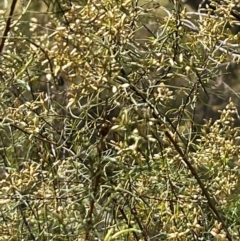 Coccinellidae (family) at Stirling Park (STP) - 8 Mar 2024