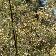 Coccinellidae (family) at Stirling Park (STP) - 8 Mar 2024 11:21 AM